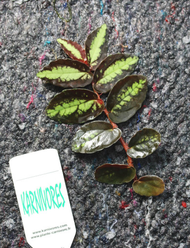 Plantes terrariums Piliana repens | Ã€ repiquer