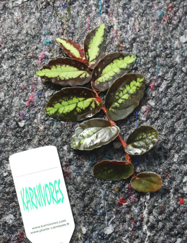 Terrarium plants Piliana repens | To transplant