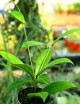 Fleur de porcelaine Hoya crassipetiolata | À repiquer
