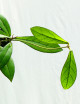 Fleur de porcelaine Hoya crassipetiolata | À repiquer