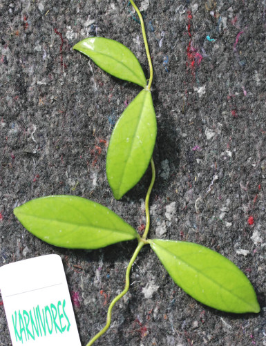 Fleur de porcelaine Hoya crassipetiolata Ã  repiquer