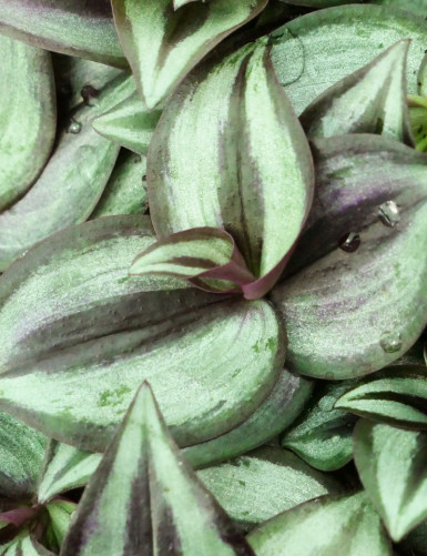 Plantes terrariums Tradescantia zebrina pourpre | À repiquer