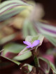 Plantes terrariums Tradescantia zebrina pourpre | À repiquer