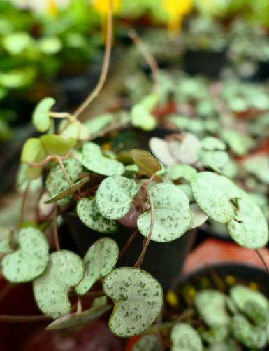 Ceropegia woodii chaîne de coeur