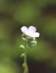 Drosera paradoxa plante carnivore