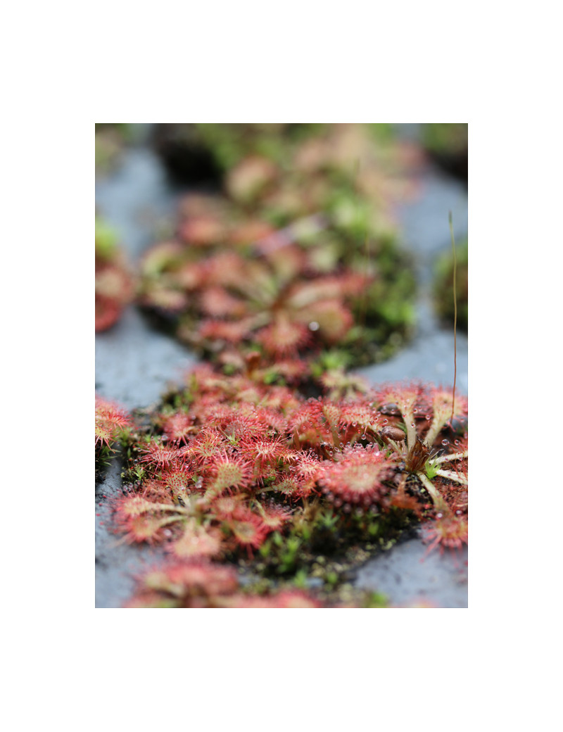 Drosera spatulata sp. plante carnivore