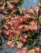Drosera spatulata sp. plante carnivore