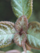 Plantes terrariums Episcia reptans