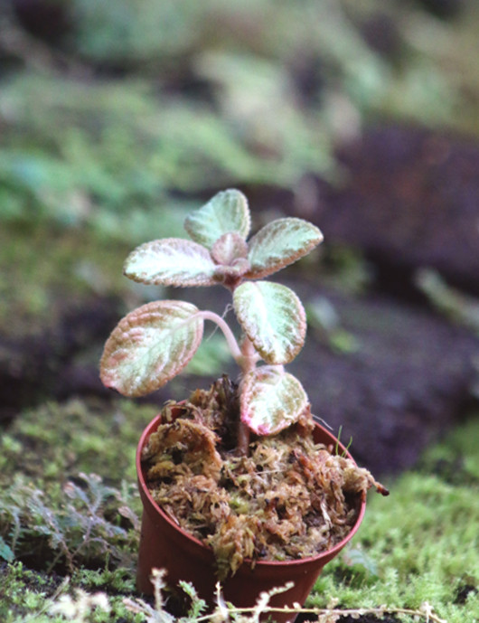 Plantes terrariums Episcia reptans