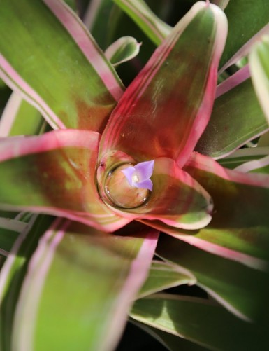 Neoregelia Iphigenie raciné en xaxim