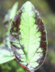Feuille de Piliana repens