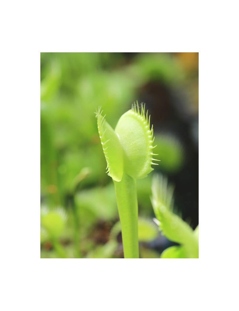 Dionaea muscipula heterophila Aufrecht Plante carnivore
