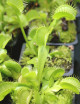 Dionaea muscipula heterophila Aufrecht Plante carnivore