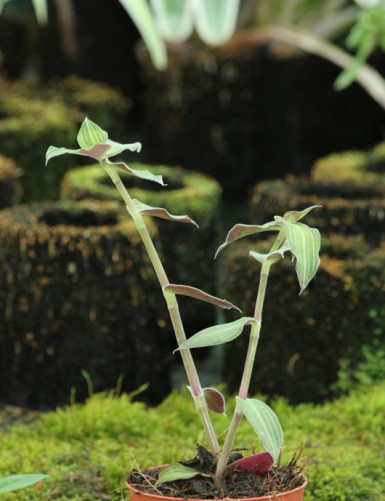 Plantes terrariums Callisia gentlei var Elegans | À repiquer