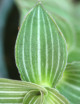Plantes terrariums Callisia gentlei var Elegans | À repiquer