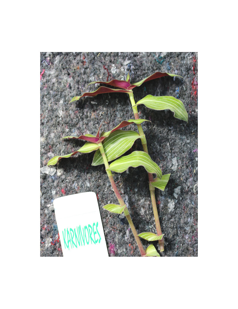 Callisia gentlei var Elegans | À repiquer