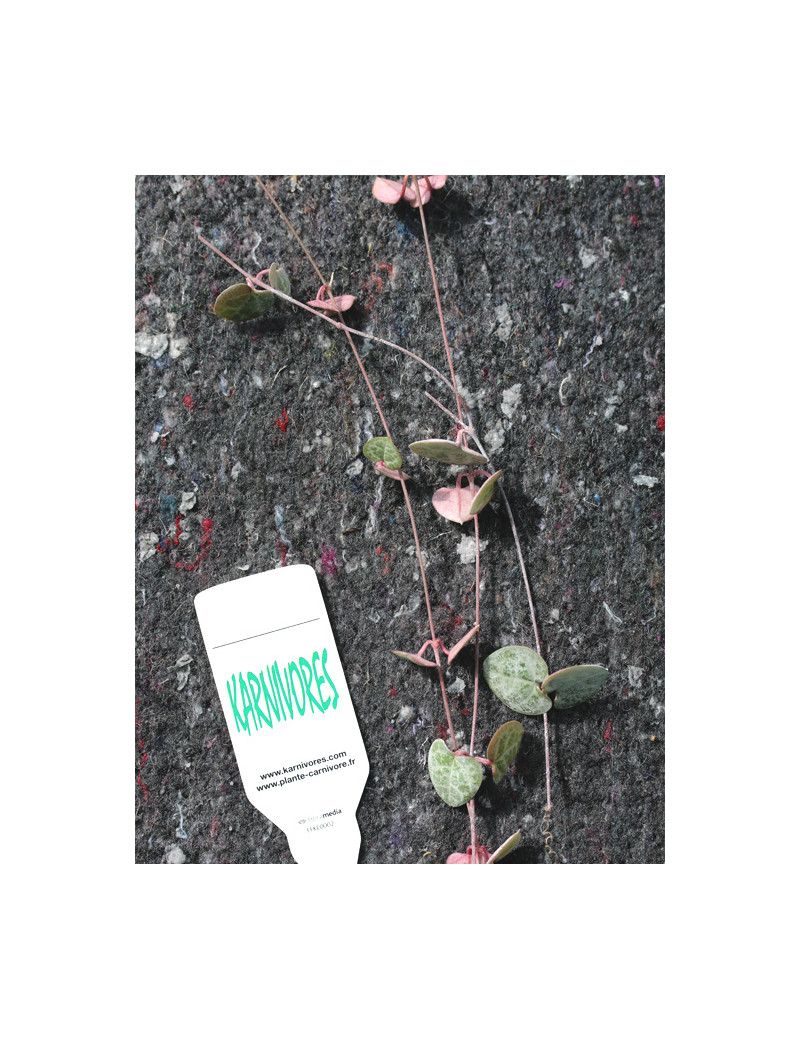 Ceropegia woodii à repiquer