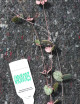 Ceropegia woodii à repiquer