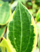 Fleur de porcelaine Hoya macrophylla variegata | À repiquer