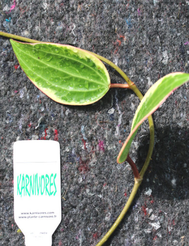 Hoya macrophylla variegata à repiquer