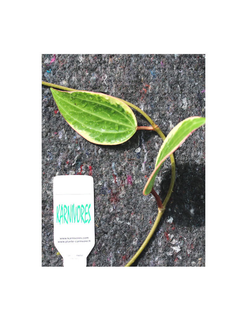 Hoya macrophylla variegata à repiquer