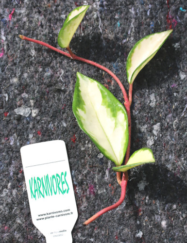 Hoya carnosa tricolor à repiquer
