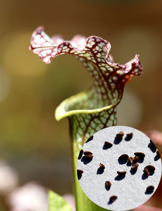 Saint Daniel Rudd Semillas Sarracenia x 'Daniel Rudd' | Planta carnívora