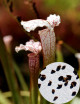 Graines de Sarracenia leucophylla 'white top' x (x mitchelliana) Plante carnivore