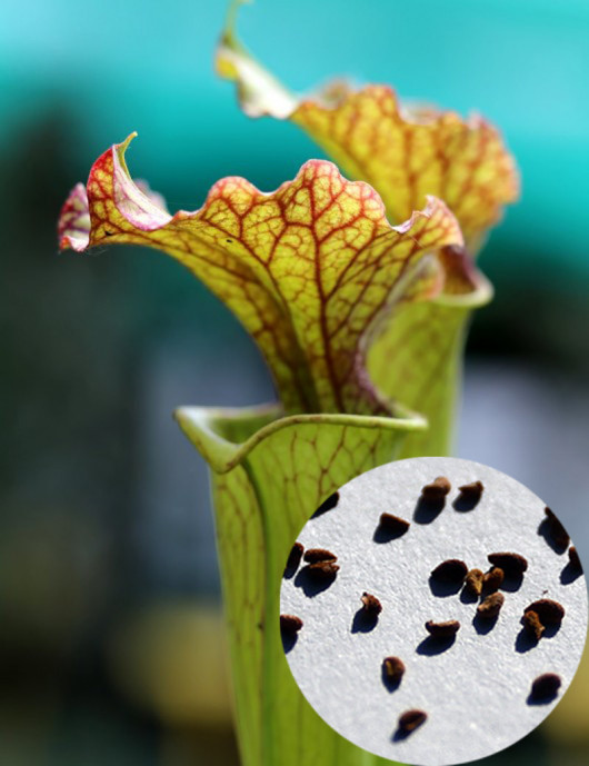 Graines de Sarracenia x Moorei Plante carnivore Graines de Sarracenia x Moorei Plante carnivore