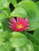 Plantes terrariums Aptenia cordifolia | À repiquer