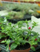 Plantes terrariums Aptenia cordifolia | À repiquer