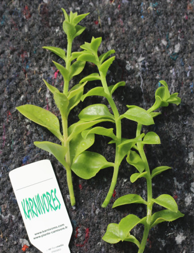 Aptenia cordifolia Ã  repiquer
