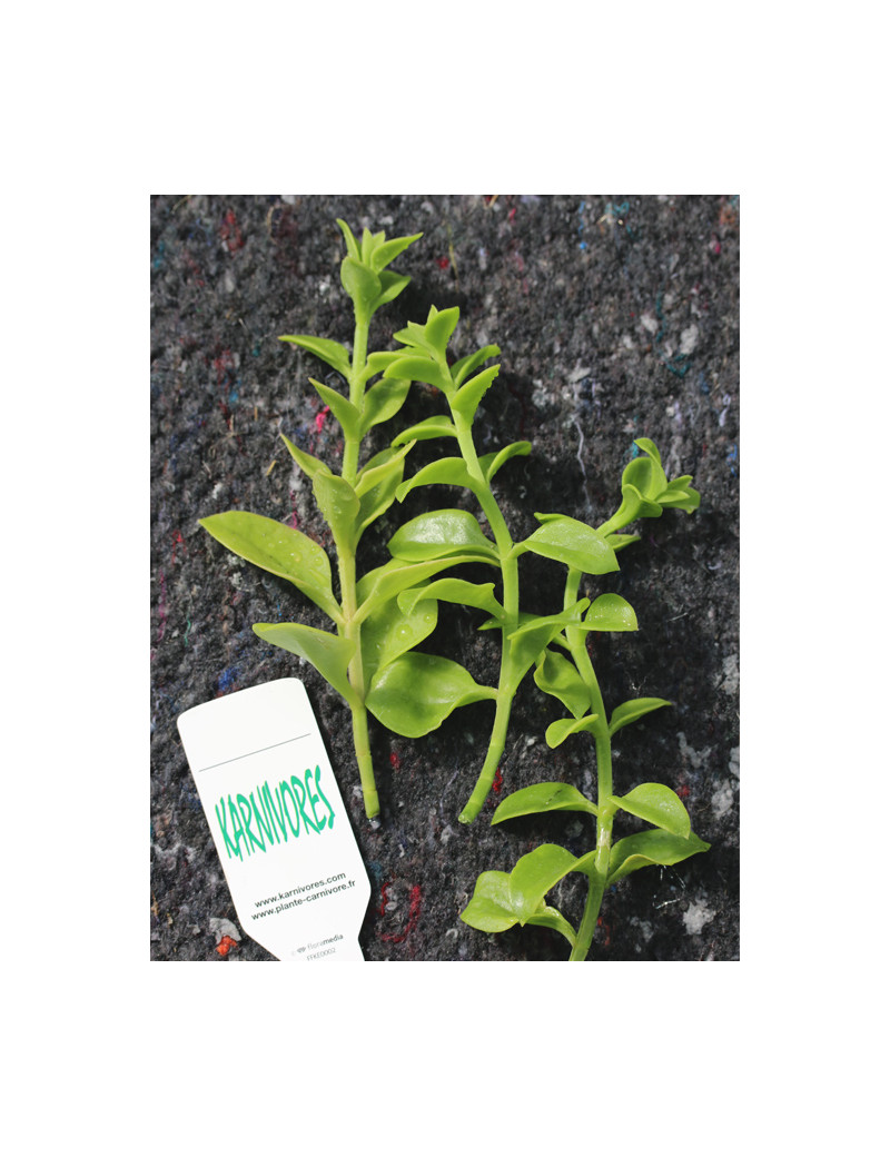 Aptenia cordifolia à repiquer