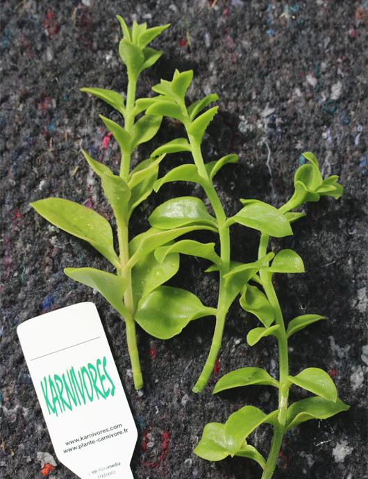 Aptenia cordifolia à repiquer