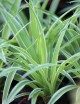 Plantes terrariums Chlorophytum Pacific | À repiquer