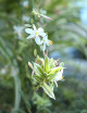 Plantes terrariums Chlorophytum Pacific | À repiquer