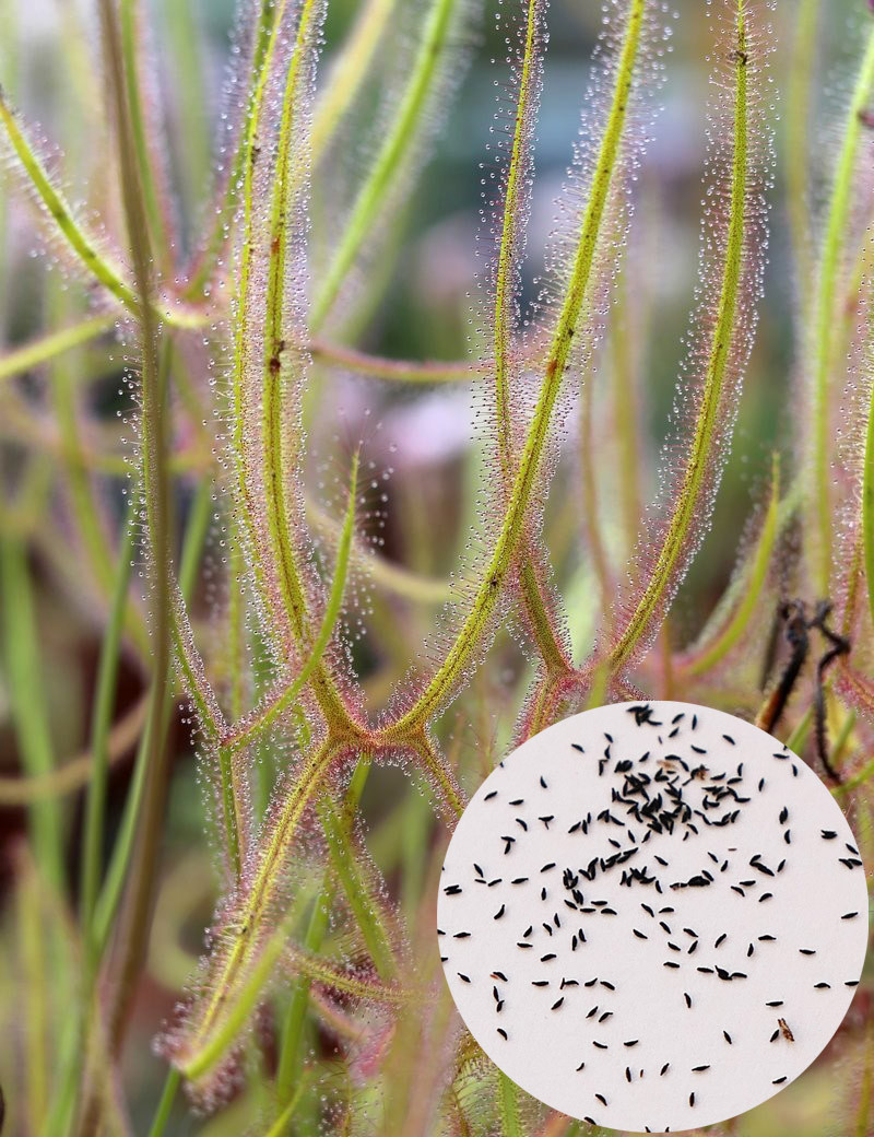 Seeds of Drosera binata var. dichotoma giant form Carnivorous plant