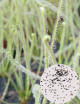 Graines de Drosera filiformis 'Florida Giant' Plante carnivore