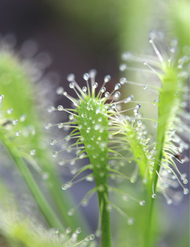 Drosera intermedia all green plante carnivore