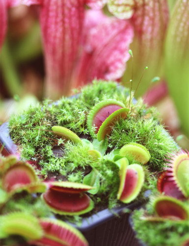 Paquete de 3 Dionaea