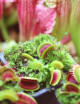 Paquete de 3 Dionaea