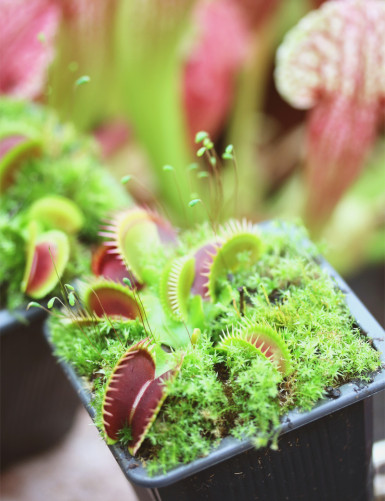 Paquete de 3 Dionaea