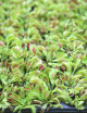 Dionaea muscipula | Plaque mini-mottes X 104 Plante carnivore