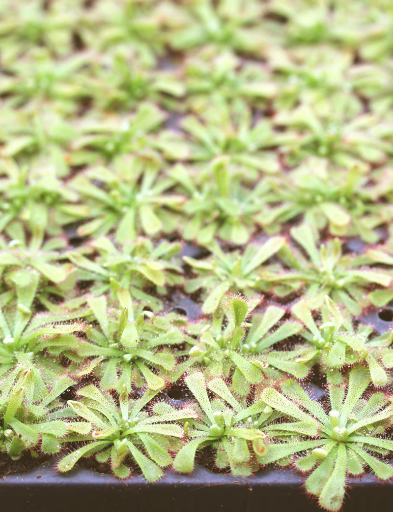 Drosera aliciae | Plaque mini-mottes X 104