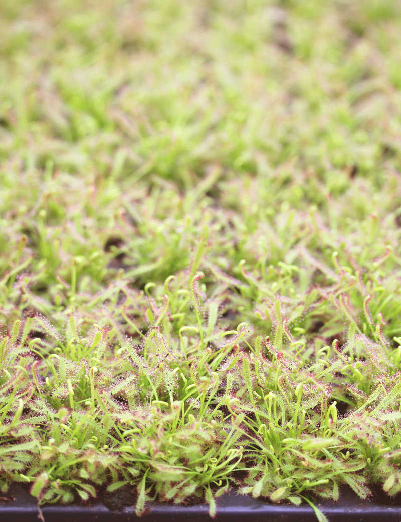 Drosera capensis| Plaque mini-mottes X 104