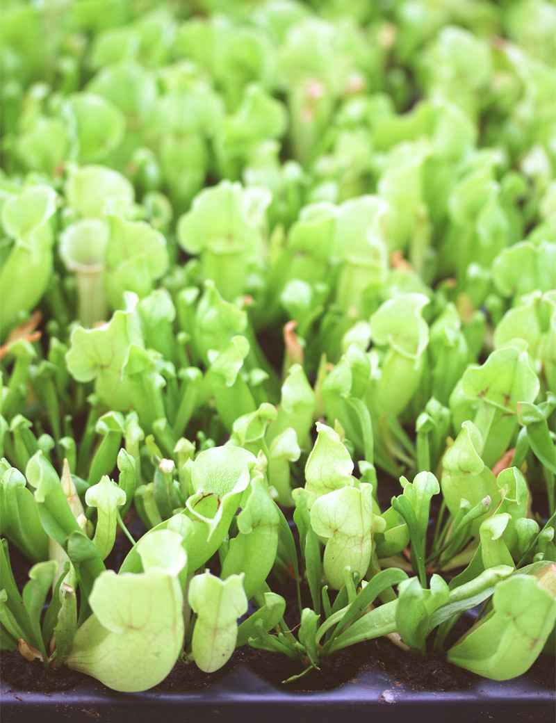 Sarracenia purpurea venosa | Mini-mottes plaque X 104