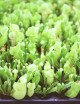 Sarracenia purpurea venosa | Mini-clod plate X 104