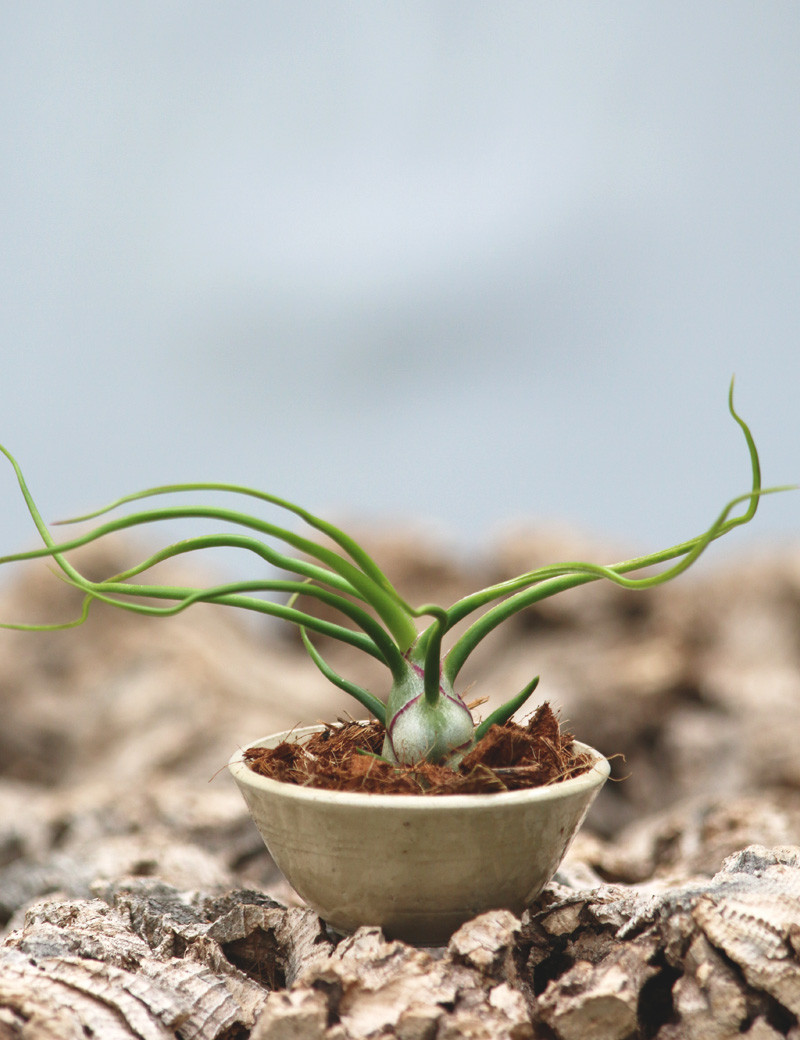 Bulbosa presentó el número 4
