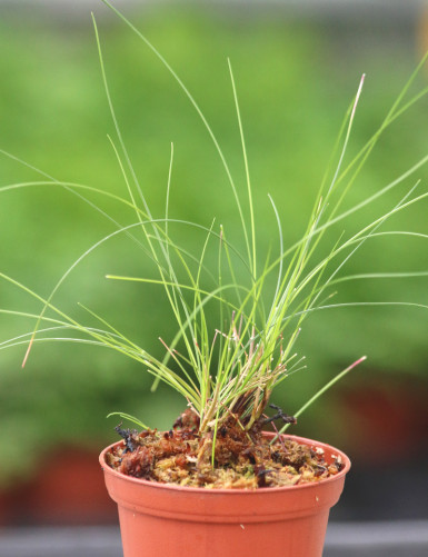 Plantes terrariums Festuca glauca