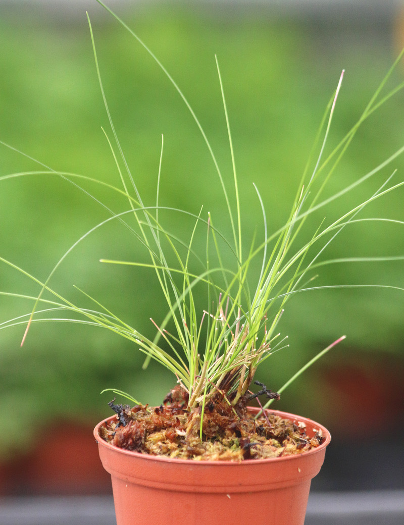 Plantes terrariums Festuca glauca